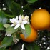 Sardinian Orange marmalade